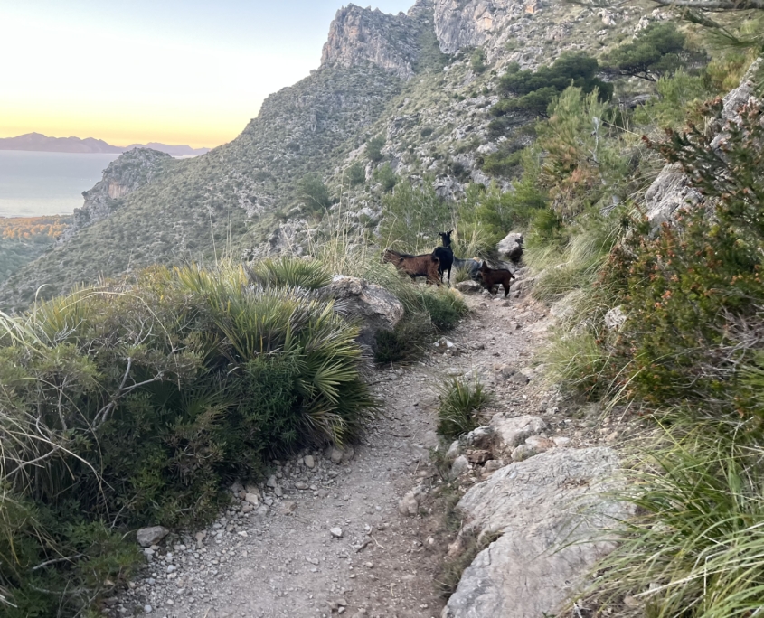 Mallorca Wanderweg GR222 von Ziegen versperrt