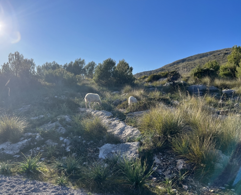 Wilde Schafe aus Mallorca